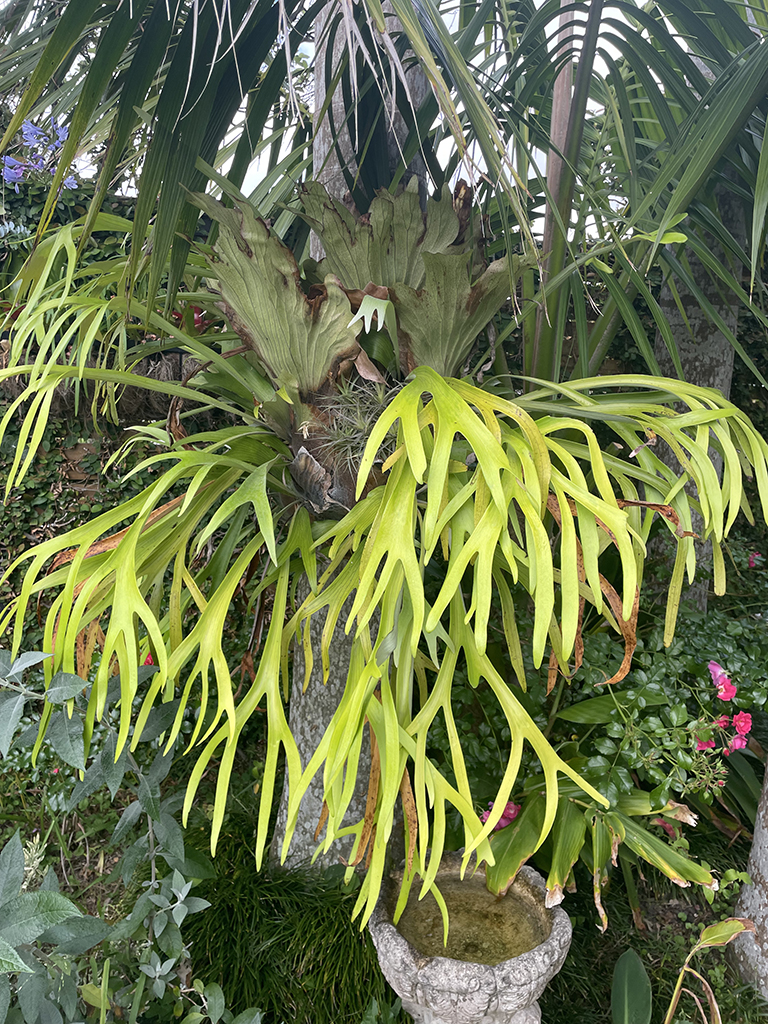 November Garden Ramble